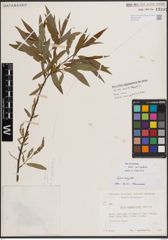Foto von Salix eriocephala Michx.